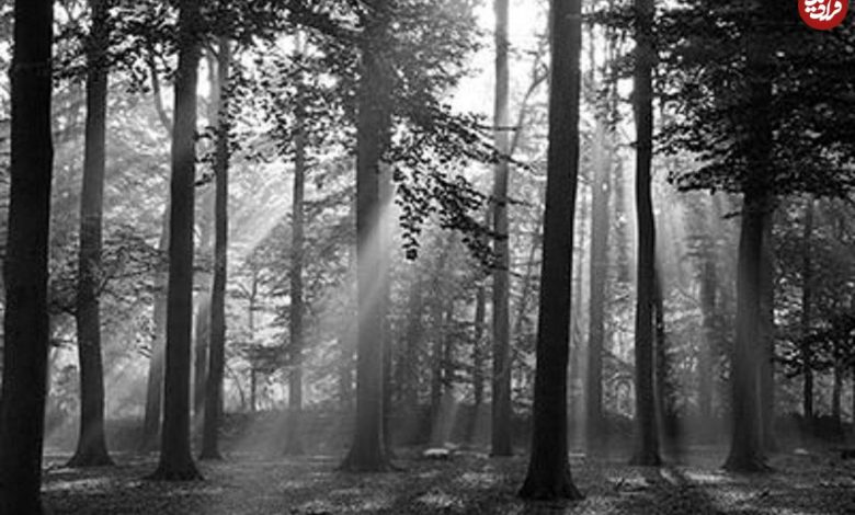 سفر در زمان؛ پادشاهانی که جنگلهای ایران را به بیابان تبدیل کردند سفر در زمان؛ پادشاهانی که جنگلهای ایران را به بیابان تبدیل کردند