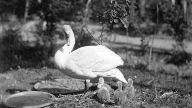 عکس؛ سفر به تاریخ؛ خدمتکاران کاخ ناصرالدین شاه در حال تماشای «قوها»؛ 130 سال قبل