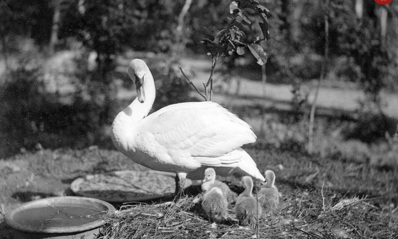 عکس؛ سفر به تاریخ؛ خدمتکاران کاخ ناصرالدین شاه در حال تماشای «قوها»؛ 130 سال قبل عکس؛ سفر به تاریخ؛ خدمتکاران کاخ ناصرالدین شاه در حال تماشای «قوها»؛ 130 سال قبل