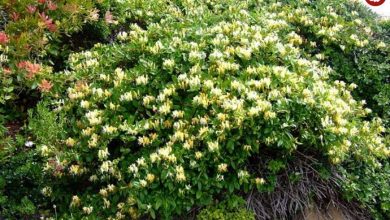 سفر در زمان؛ امین‌الدوله با این سوغاتی فرنگی تهران را زیباتر کرد