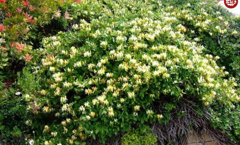 سفر در زمان؛ امین‌الدوله با این سوغاتی فرنگی تهران را زیباتر کرد