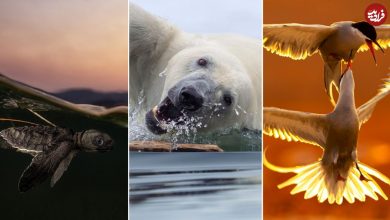 تصاویر؛ استثنایی‌ترین لحظات حیات وحش در سال 2025