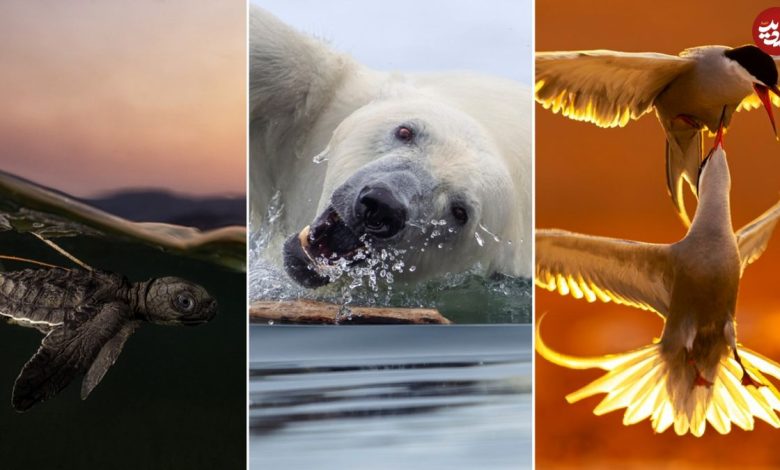 تصاویر؛ استثنایی‌ترین لحظات حیات وحش در سال 2025