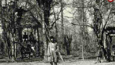 عکس؛ سفر به عصر قاجار؛ مردان بندر انزلی بالای درخت برای جمع‌آوری کرم ابریشم