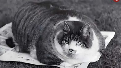 ببینید؛ سفر در زمان؛ گیبسون؛ گربه‌ غول‌پیکری که نامش را در تاریخ ثبت کرد