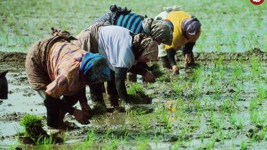 عکس؛ سفر در زمان؛ قیمت برنج در مازندران ۷۰ تومان ارزان شد!