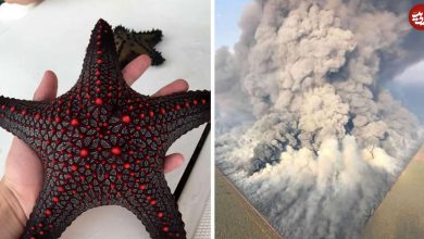 تصاویر؛ عکس‌هایی که شگفتی‌های کوچک و بزرگ دنیای ما را به تصویر کشیده‌اند