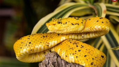 عکس‌های مسحورکننده از «مارها»؛ از شنا با لاک‌پشت تا شکار تمساح