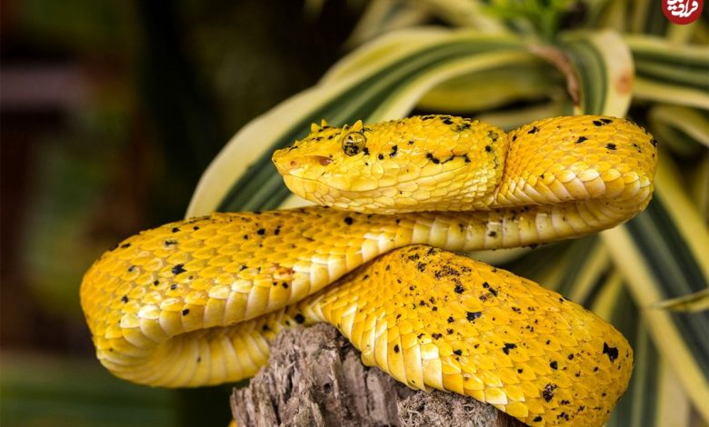 عکسهای مسحورکننده از «مارها»؛ از شنا با لاکپشت تا شکار تمساح عکسهای مسحورکننده از «مارها»؛ از شنا با لاکپشت تا شکار تمساح