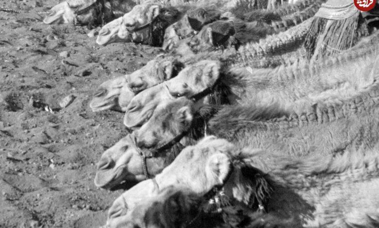 تاریخ و سفر در زمان؛ (عکس) یگان «پلیس شترسوار» اردن 90 سال قبل (عکس) سفر در زمان؛ یگان «پلیس شترسوار» در اردن؛ 90 سال قبل