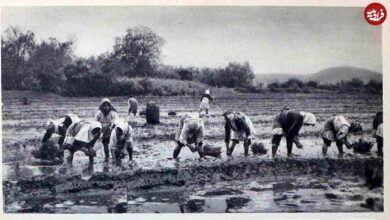 عکس؛ سفر در زمان؛ قیمت انواع برنج ایرانی دو ماه بعد از جنگ جهانی دوم؛ سال ۱۳۲۴