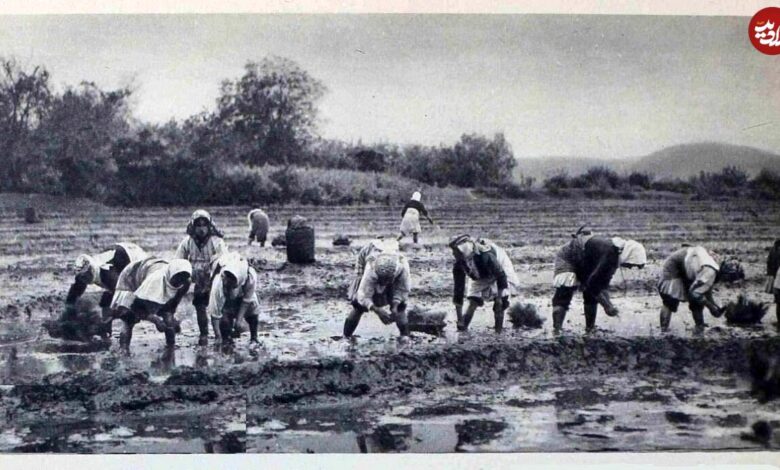 عکس؛ سفر در زمان؛ قیمت انواع برنج ایرانی دو ماه بعد از جنگ جهانی دوم؛ سال ۱۳۲۴