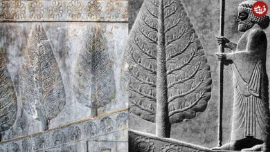 اینفوگرافی؛ سفر در زمان؛ چرا اجداد ما ایرانیان به درخت سرو بسیار بها می‌دادند؟