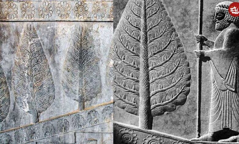 اینفوگرافی؛ سفر در زمان؛ چرا اجداد ما ایرانیان به درخت سرو بسیار بها میدادند؟ اینفوگرافی؛ سفر در زمان؛ چرا اجداد ما ایرانیان به درخت سرو بسیار بها میدادند؟