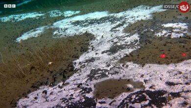 ببینید؛ تصویربرداری از موجودات عجیب و غریب در عمق ۹ کیلومتری اقیانوس آرام