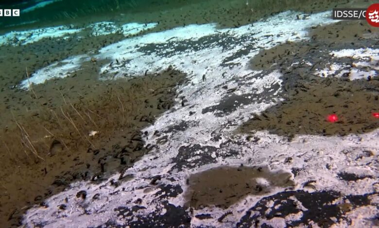 ببینید؛ تصویربرداری از موجودات عجیب و غریب در عمق ۹ کیلومتری اقیانوس آرام ببینید؛ تصویربرداری از موجودات عجیب و غریب در عمق ۹ کیلومتری اقیانوس آرام