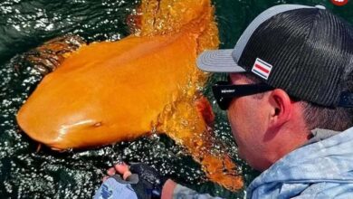 تصاویر؛ اولین کوسه نارنجی جهان دیده شد