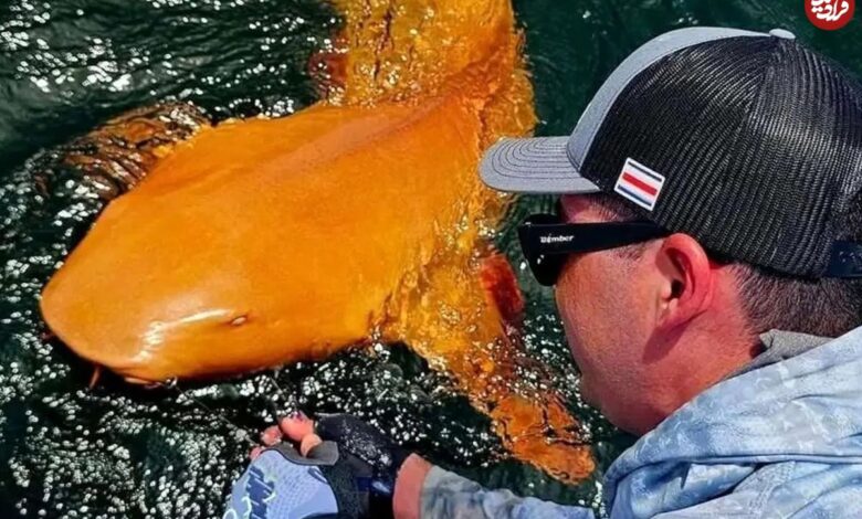 تصاویر؛ اولین کوسه نارنجی جهان دیده شد