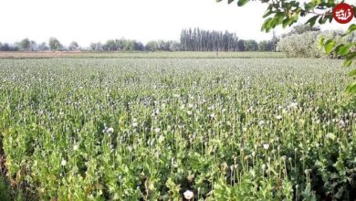 سفر در زمان؛ متن قانون اجازه کشت خشخاش و صدور تریاک در ایران