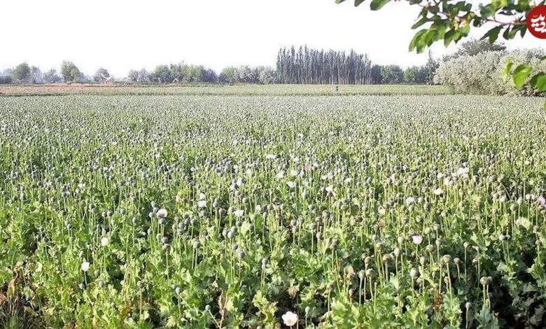 سفر در زمان؛ متن قانون اجازه کشت خشخاش و صدور تریاک در ایران