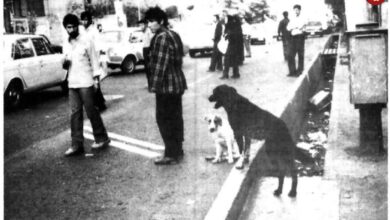 عکس؛ سفر در زمان؛ سگ‌های ولگرد و موتورسواران بی‌گواهینامه تهران را بهم ریختند!