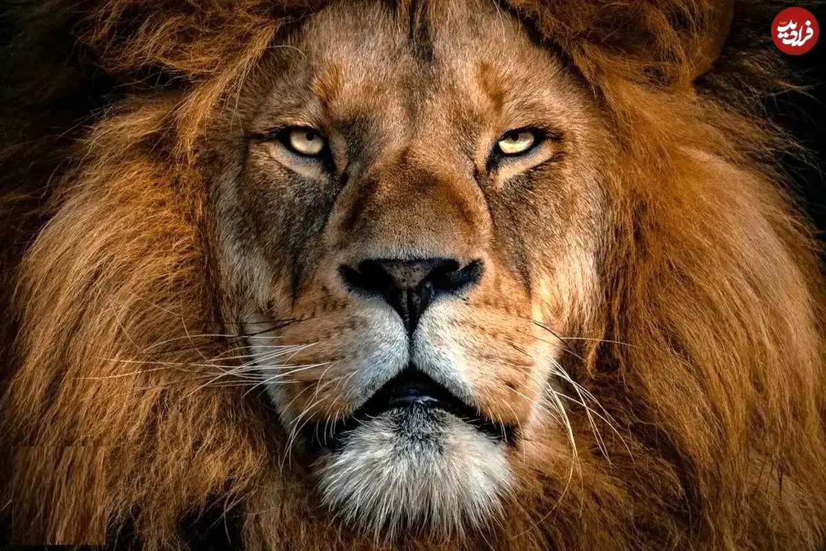 عکس؛ ۶۰۰۰ سال پیش، شیر سر این مرد را گاز گرفت؛ اما زنده ماند!