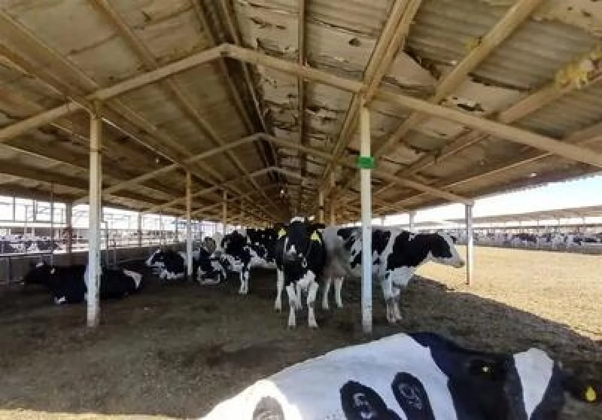 قیمت دام زنده امروز یکشنبه ۱۴ دی ۱۴۰۴ اعلام شد + جدول