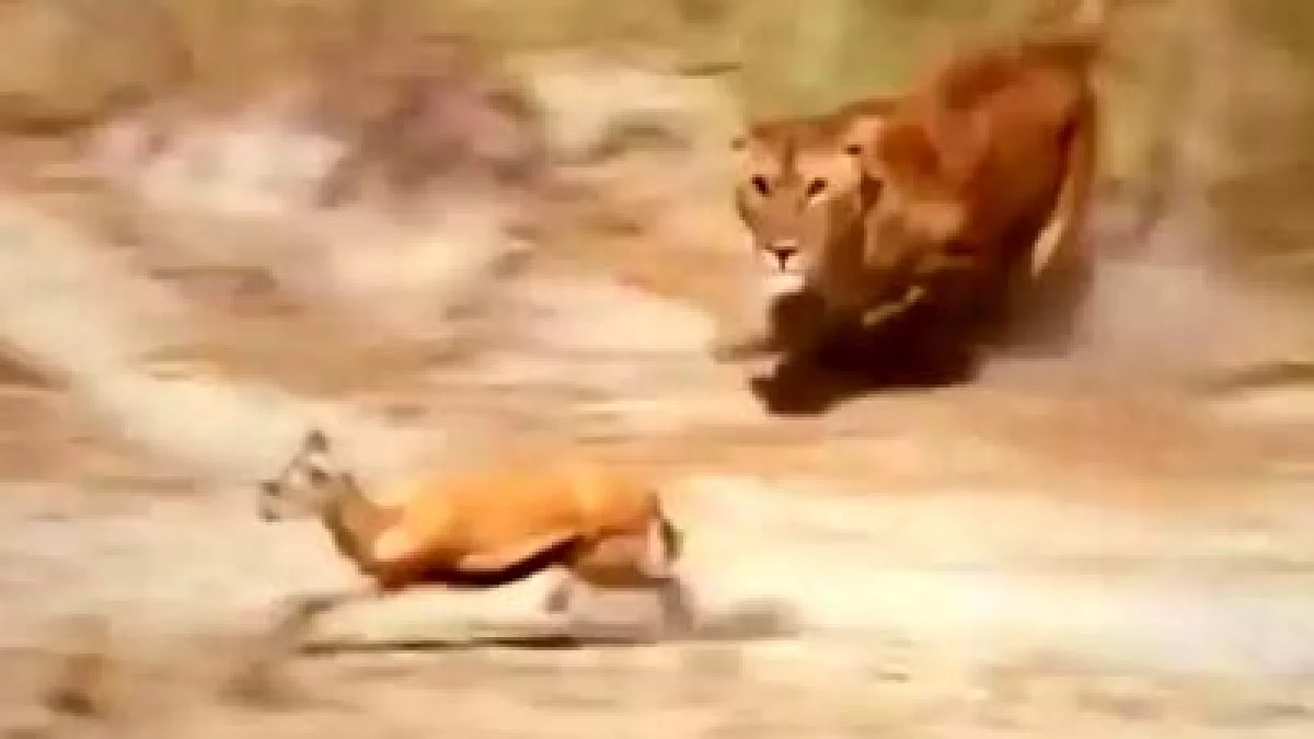 فیلم استتار ماهرانه شیر در دشت