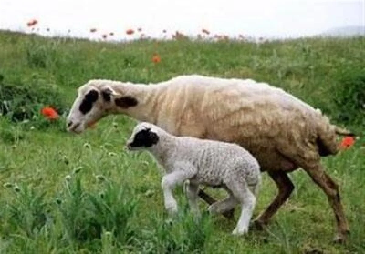 هسته‌ای در کشاورزی ــ 73 | کاربرد هسته‌ای در کنترل انگل‌های گوسفند - تسنیم