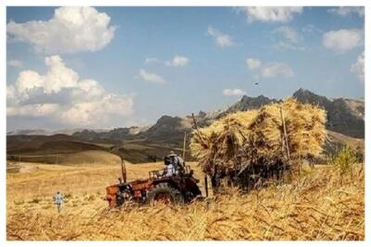 نرخ دلار برای واردات گندم ۲۸ هزار و ۵۰۰ تومانی می‌ماند