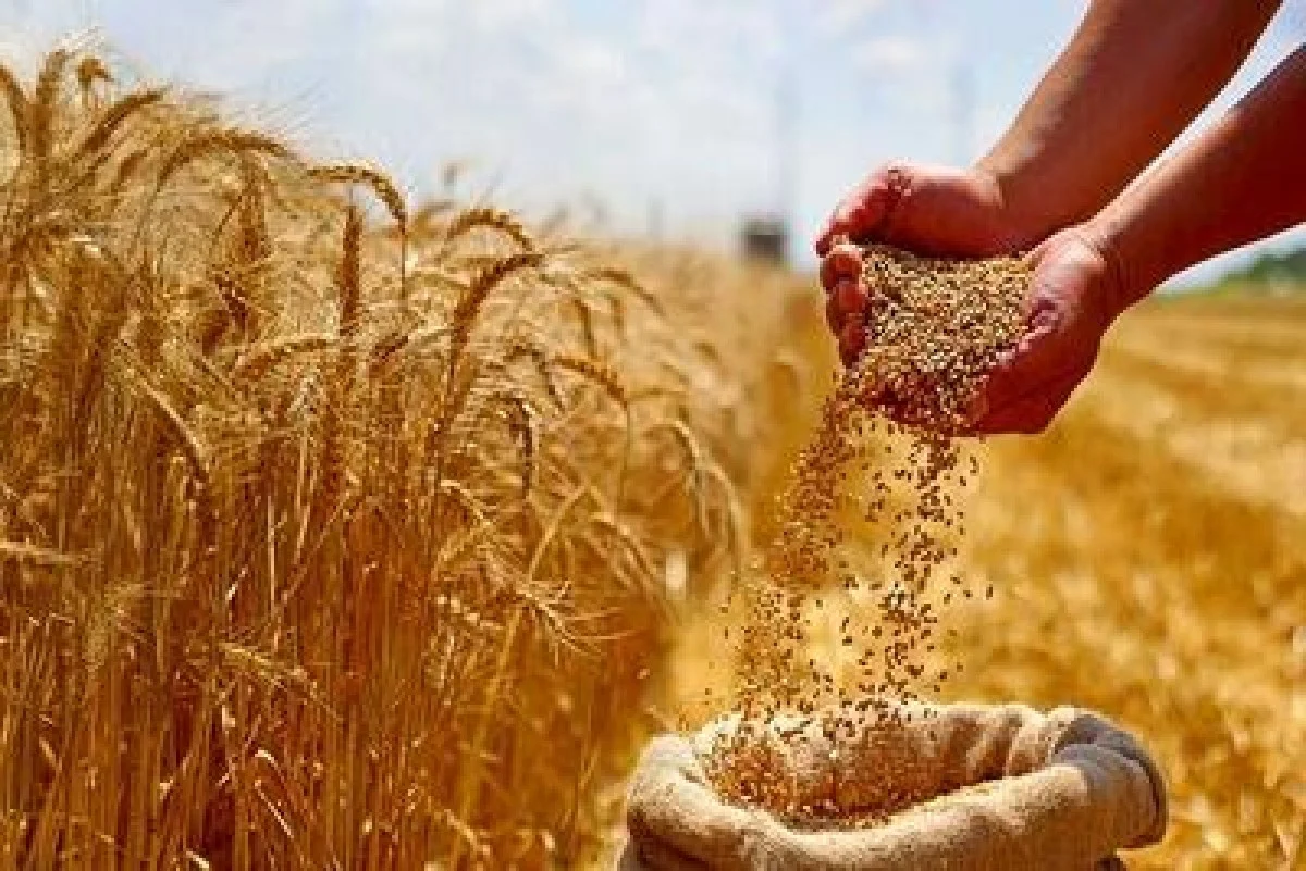 ارز ترجیحی گندم باقی می‌ماند/ کالاهای حذف شده از تالار دوم مرکز مبادله تامین ارز می‌شوند