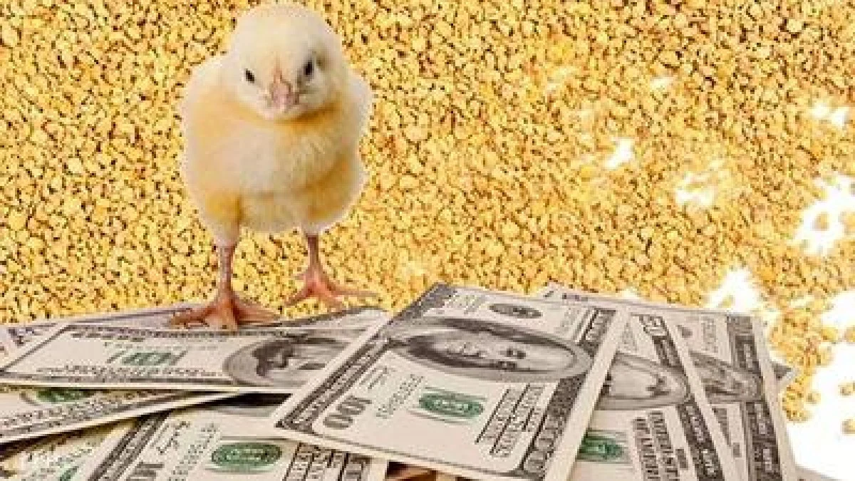 قیمت جدید نهاده‌های دامی اعلام شد