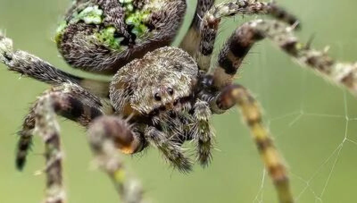 جزئیات بی نظیر از عنکبوت گلسنگ (عکس)