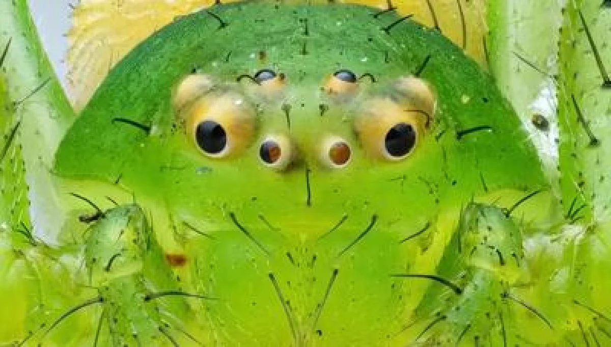 مشاهده عنکبوت خرچنگی در دمای منفی ۹ درجه؛ شگفتی بقا در آغاز سال ۲۰۲۶ / شکار بدون تار! (+عکس)