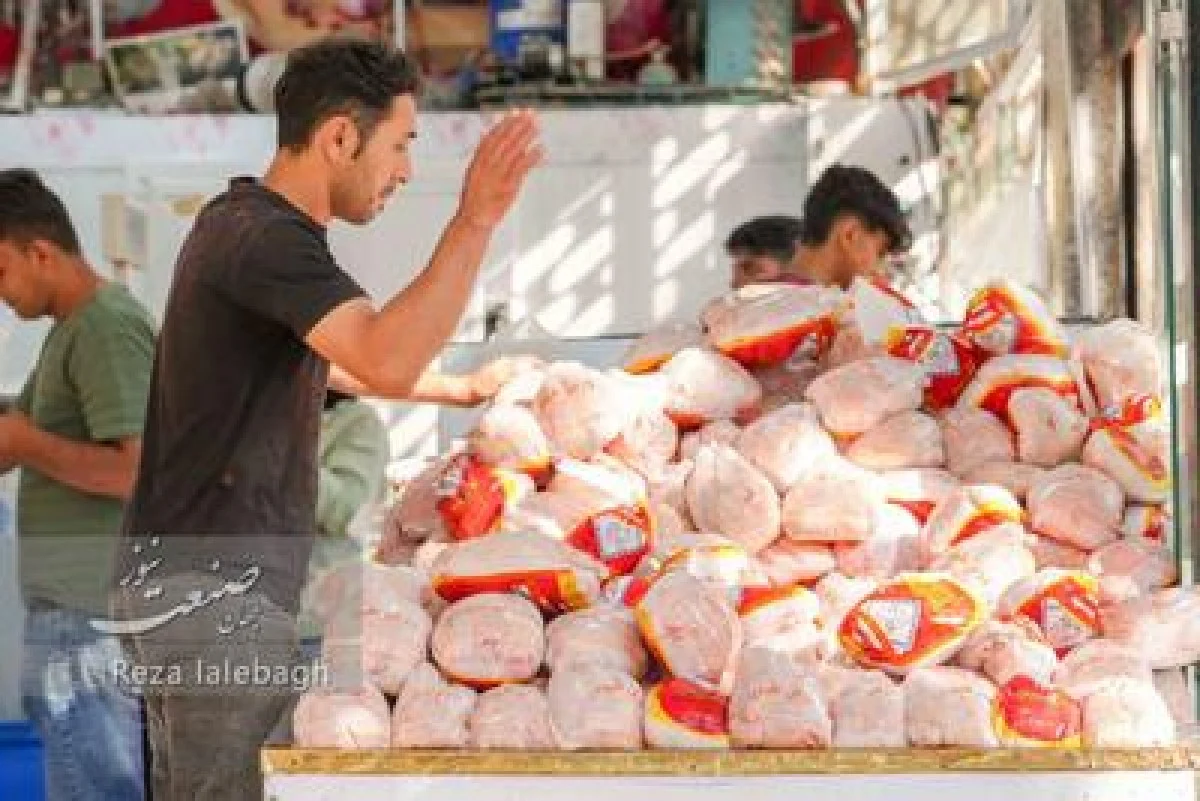پیش‌بینی قیمت مرغ پس از حذف ارز ترجیحی؛ وزارت جهاد از ثبات موقت خبر داد