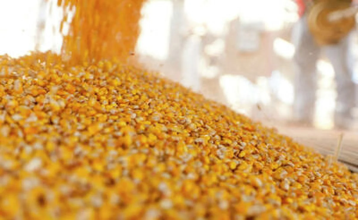 بنادر کاسپین و انزلی، مسیر اصلی واردات نهاده‌های دامی شدند