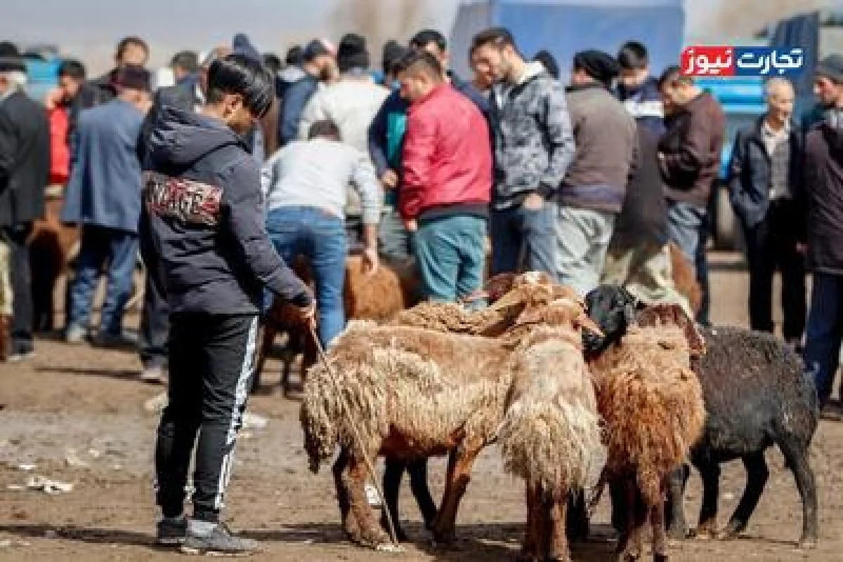 قیمت دام زنده امروز ۱۵ دی 1404 + جدول