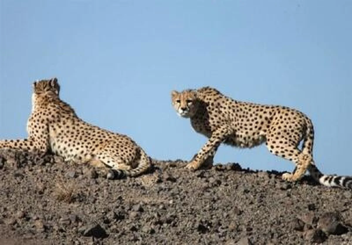 یوز آسیایی هنوز نفس می‌کشد/ مشاهده 2 قلاده یوز جدید در توران فیلم - تسنیم