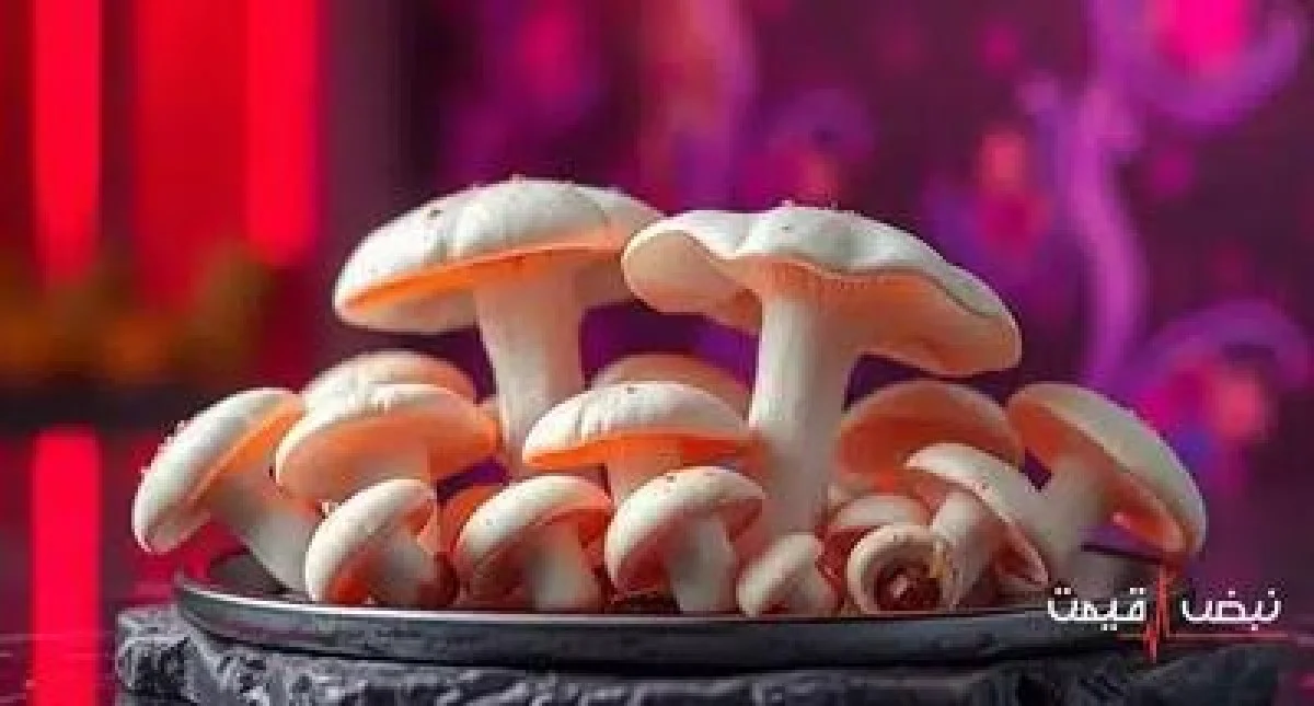 قیمت قارچ امروز سرآشپزهای خانگی را شگفت‌زده کرد | قیمت قارچ امروز سه شنبه 16 دی 1404 + جدول قیمت