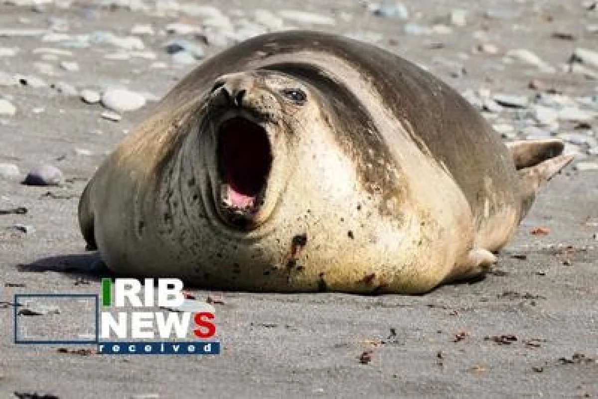 تصاویر| حیات وحش در قطب جنوب