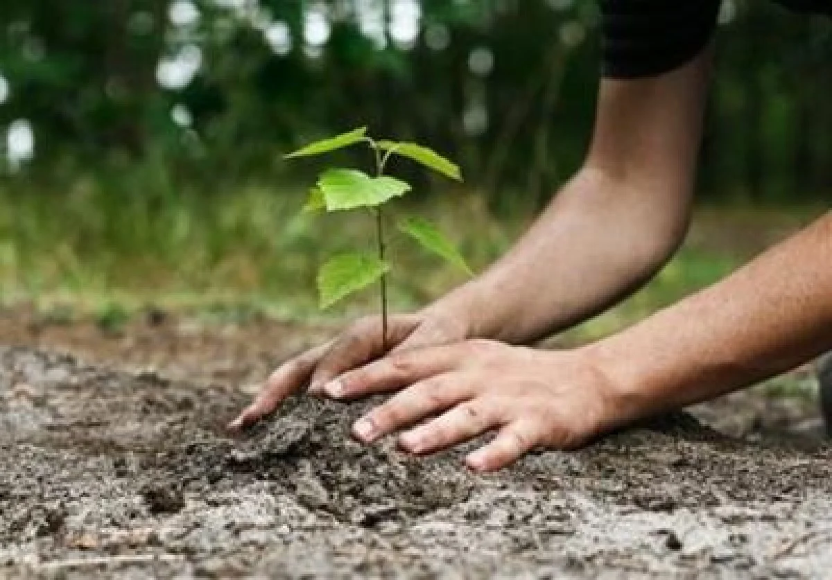 تولید سالانه یک میلیون و 200 هزار اصله نهال در نهالستان قدس ملایر - تسنیم